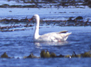 coscoroba swan link